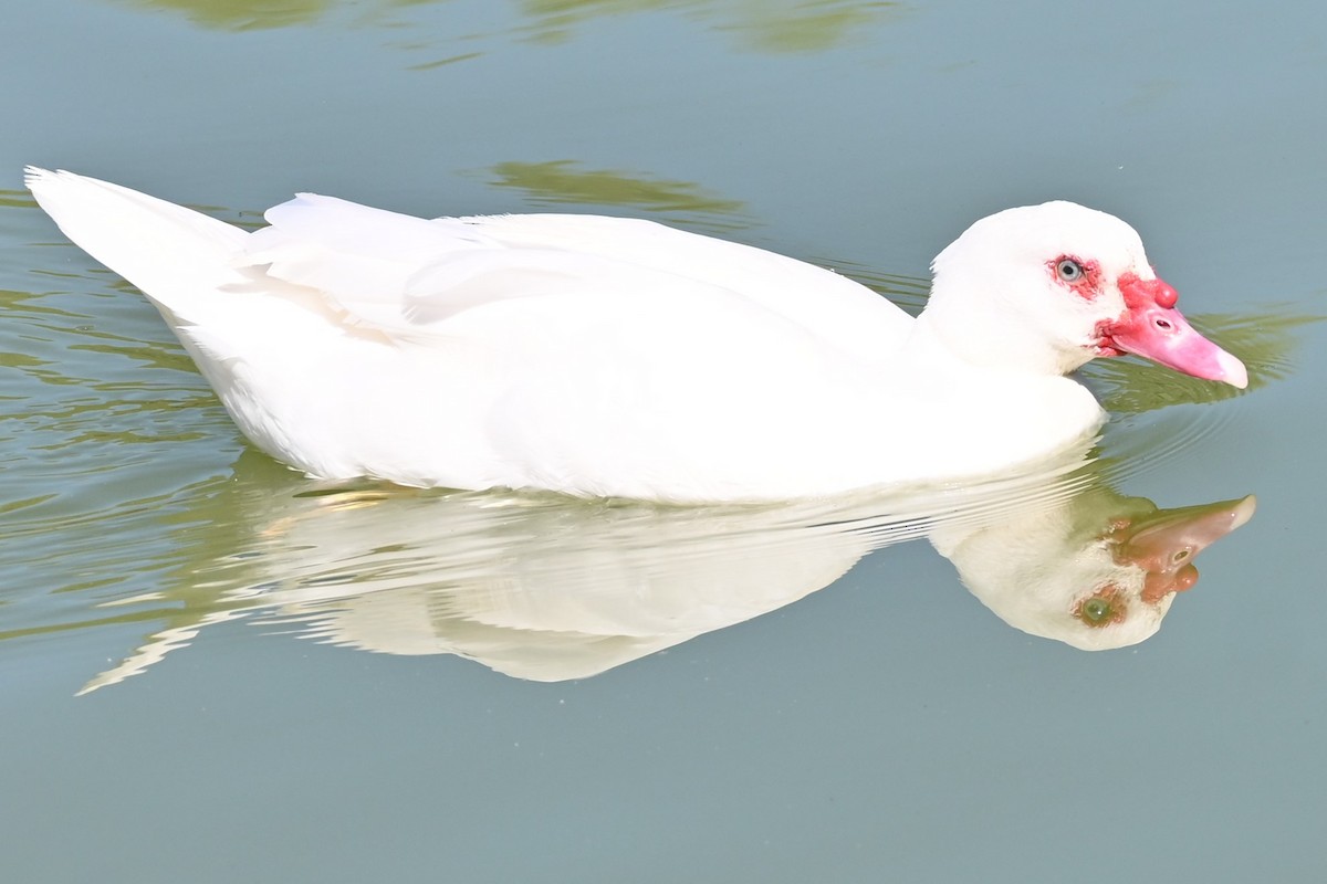 Muscovy Duck (Domestic type) - Remigio Miguel