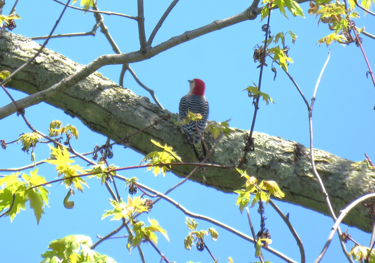 Red-bellied Woodpecker - Michel Turcot