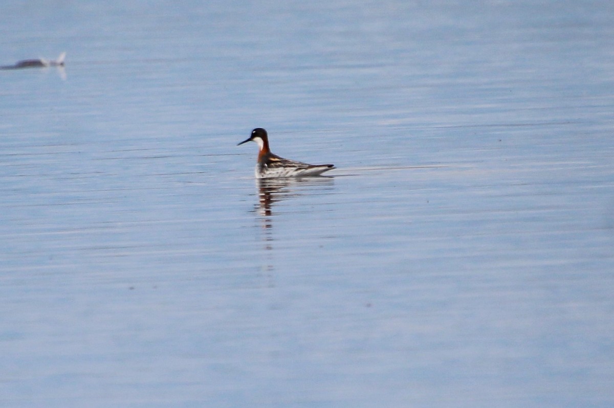 Red-necked Phalarope - ML619191600