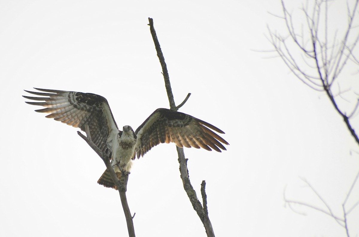 Osprey - Ari Cassella