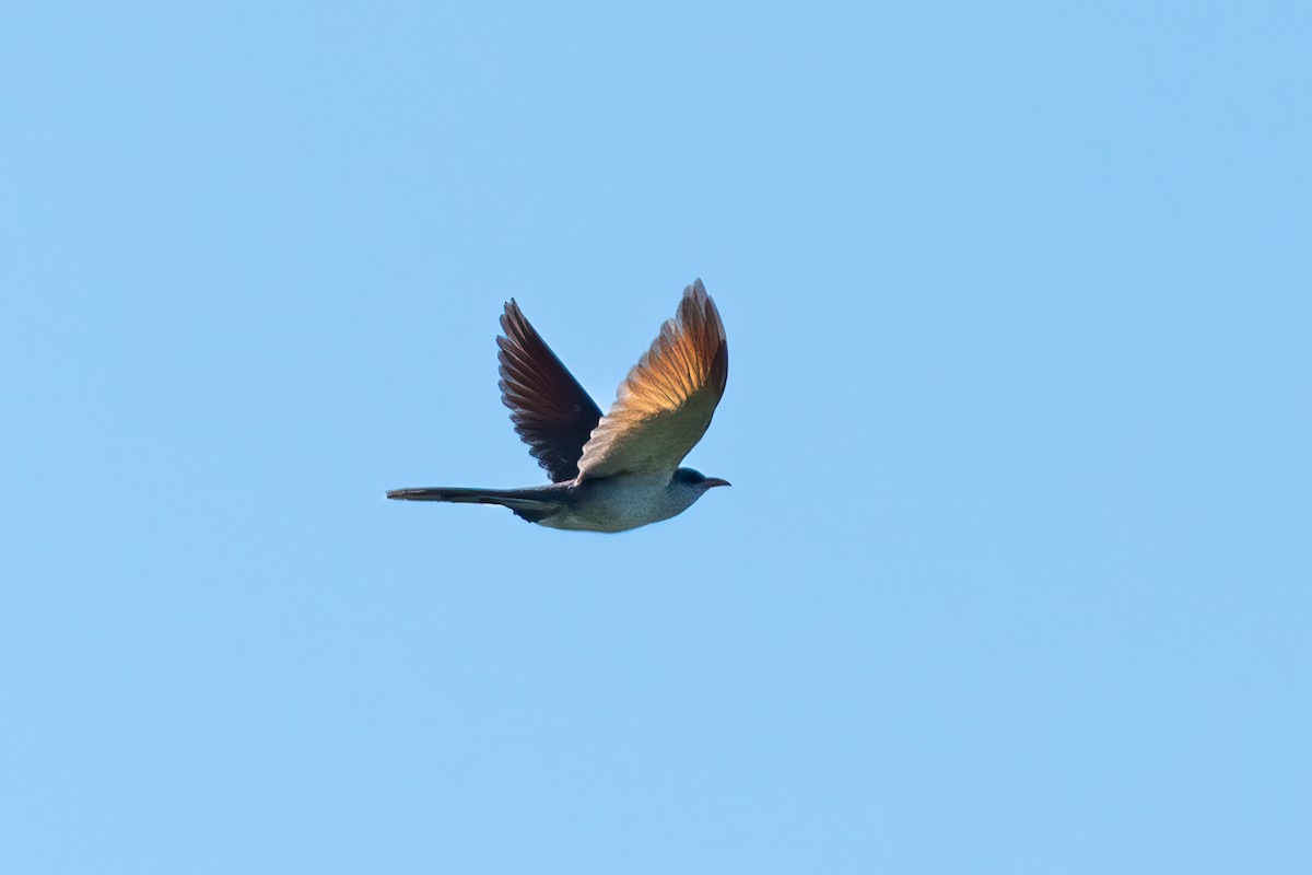 Yellow-billed Cuckoo - Stephen Barten