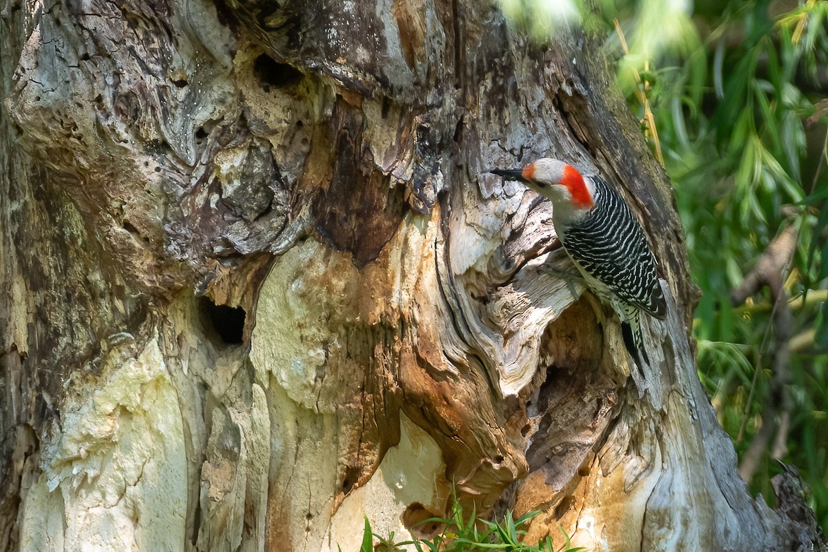Red-bellied Woodpecker - Stephen Barten