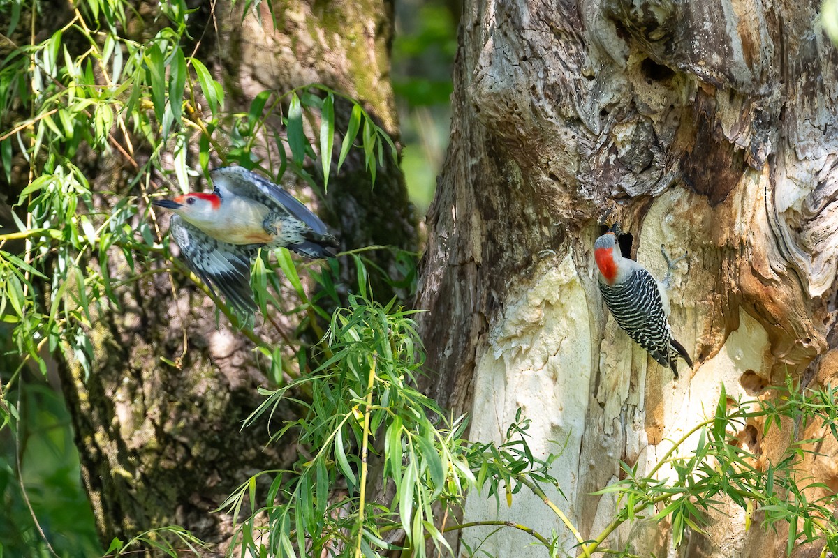 Red-bellied Woodpecker - Stephen Barten