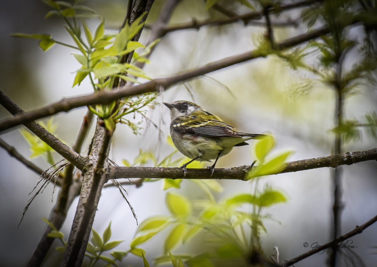 Chestnut-sided Warbler - ML619191649