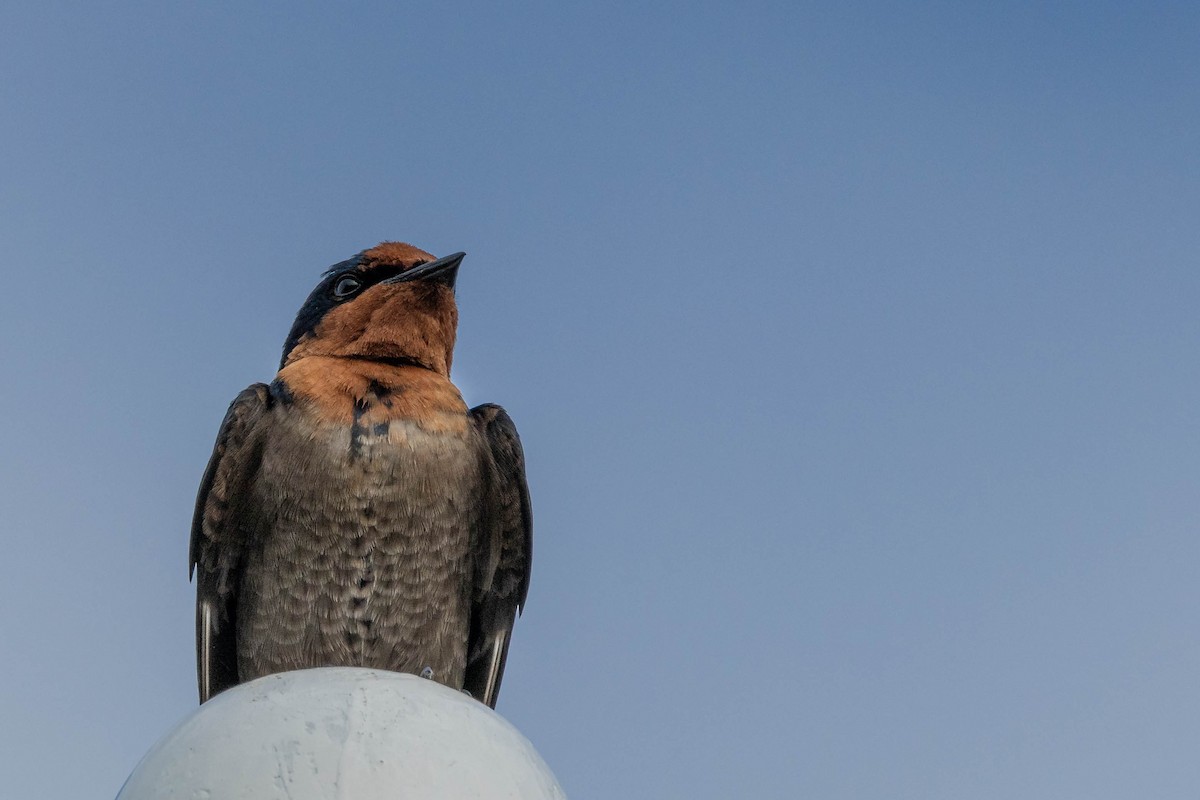 Pacific Swallow - ML619191651