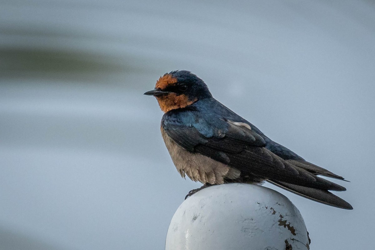 Pacific Swallow - ML619191652