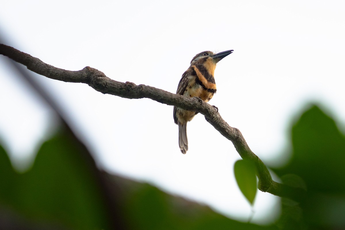 Two-banded Puffbird - ML619191676