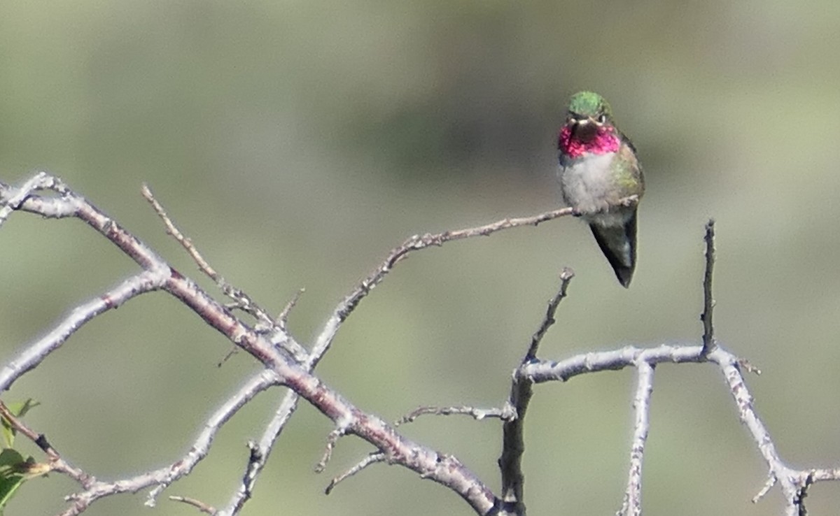 Broad-tailed Hummingbird - ML619191684