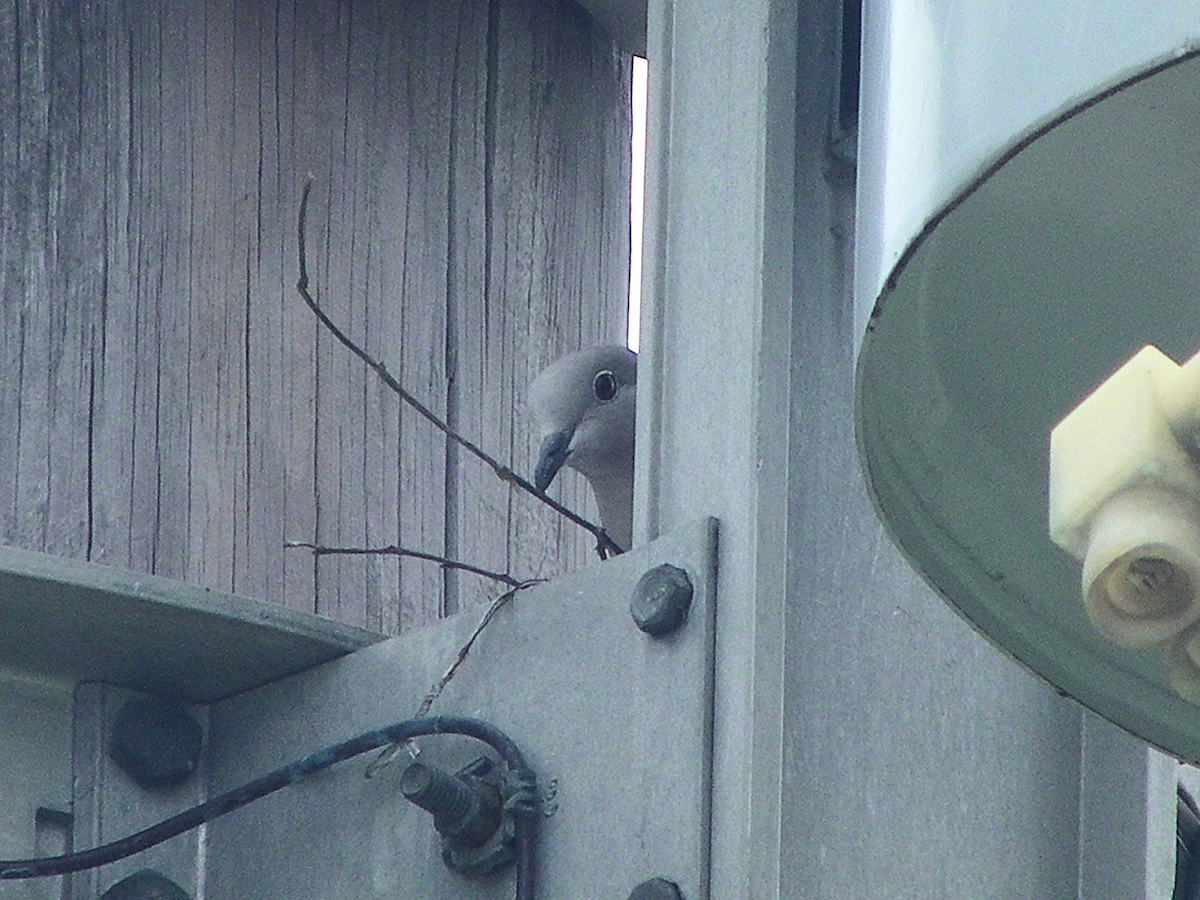 Eurasian Collared-Dove - ML619191687