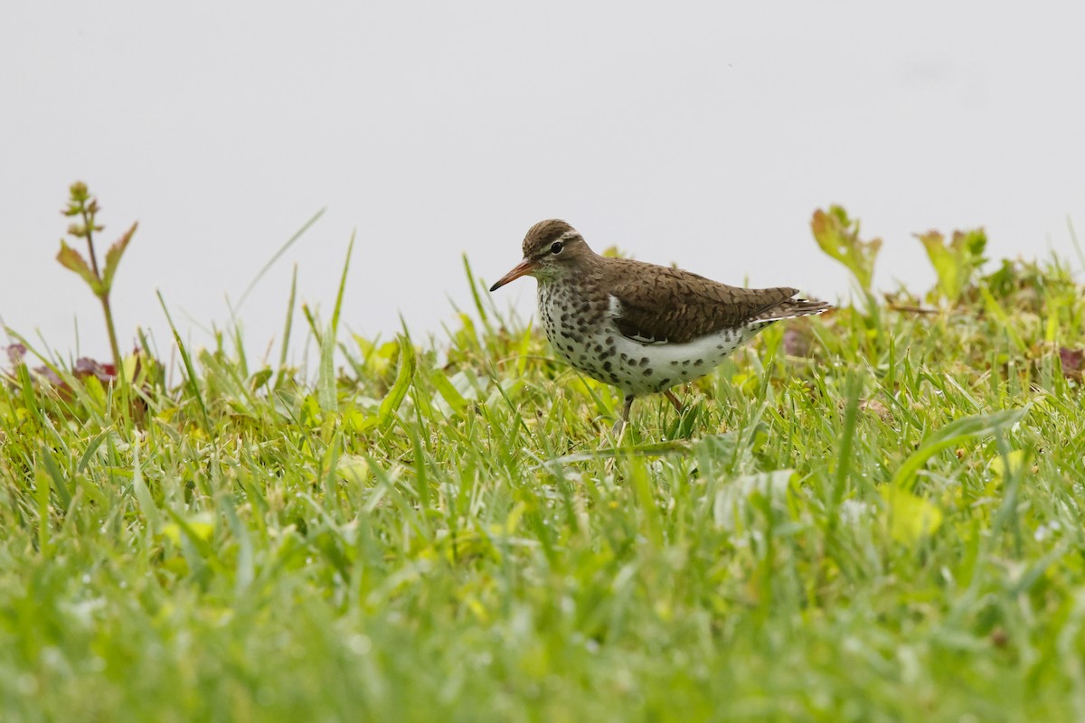 Spotted Sandpiper - David Mayle