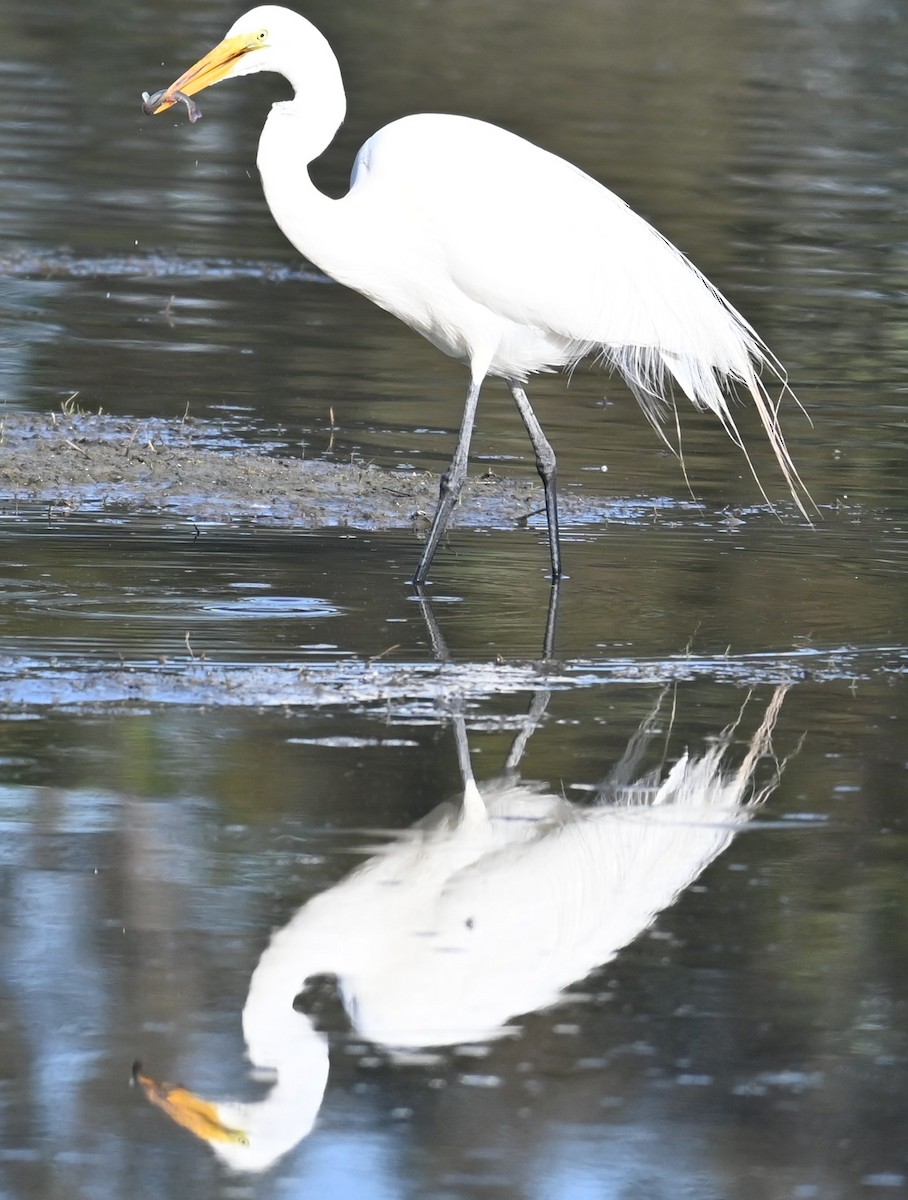 Great Egret - ML619191699