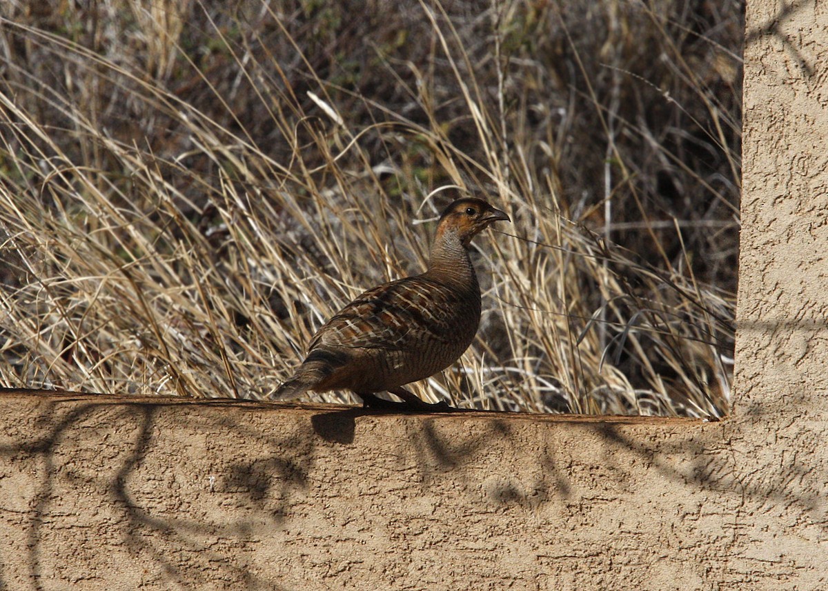 Gray Francolin - William Clark