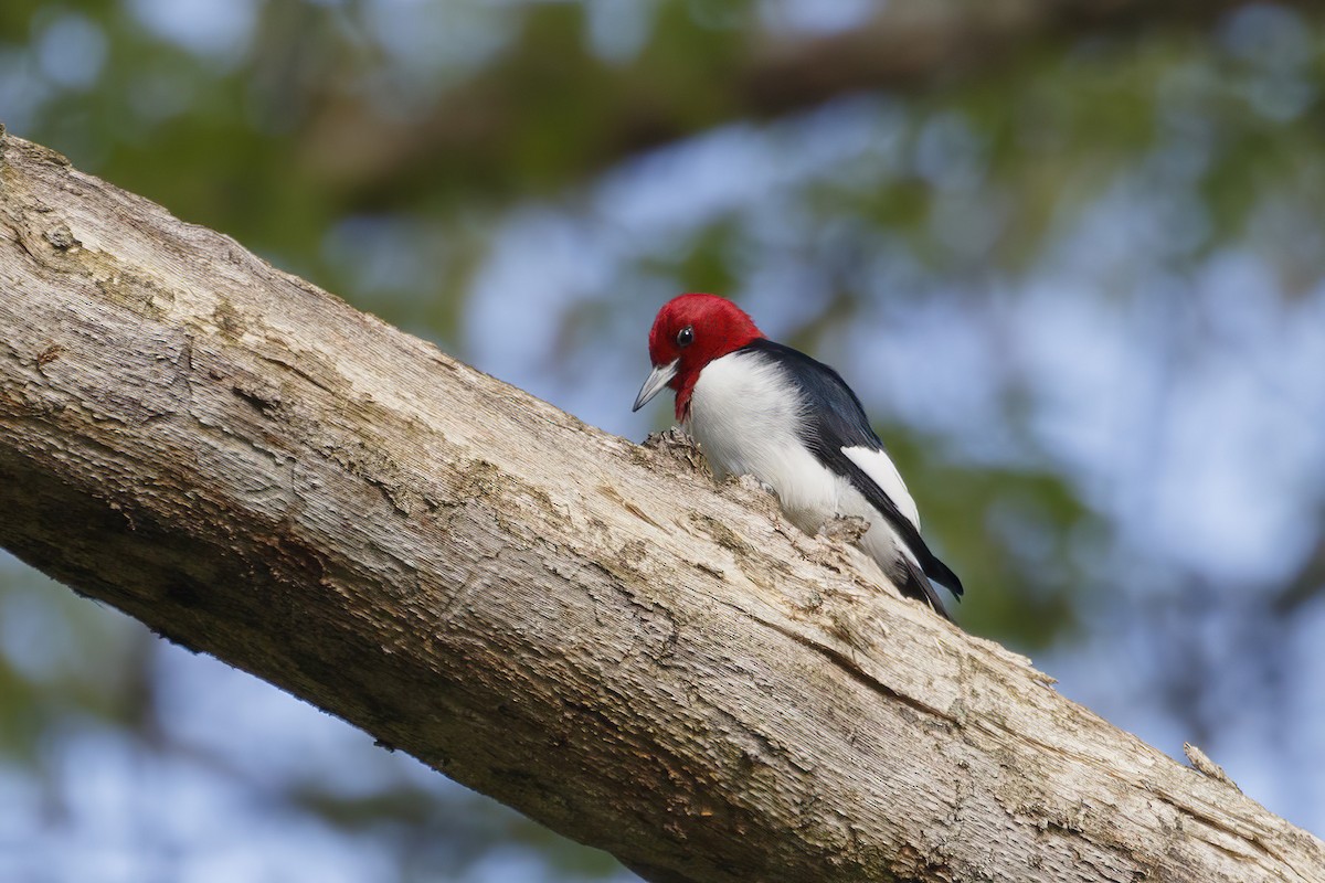 Red-headed Woodpecker - Jeanne Verhulst