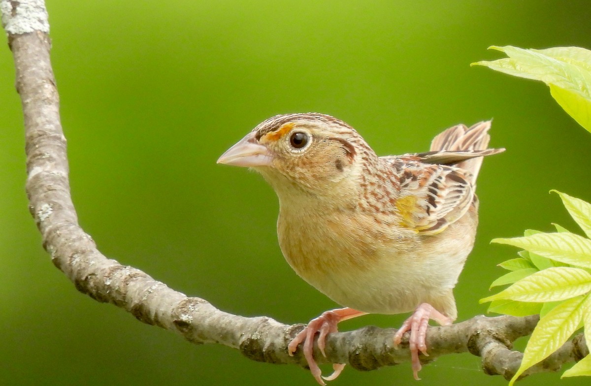 Grasshopper Sparrow - Dianne Croteau- Richard Brault