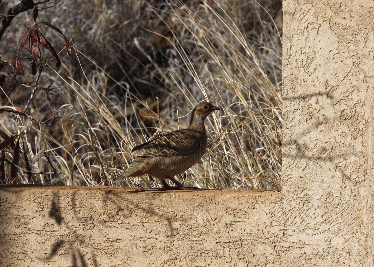 Gray Francolin - ML619191713