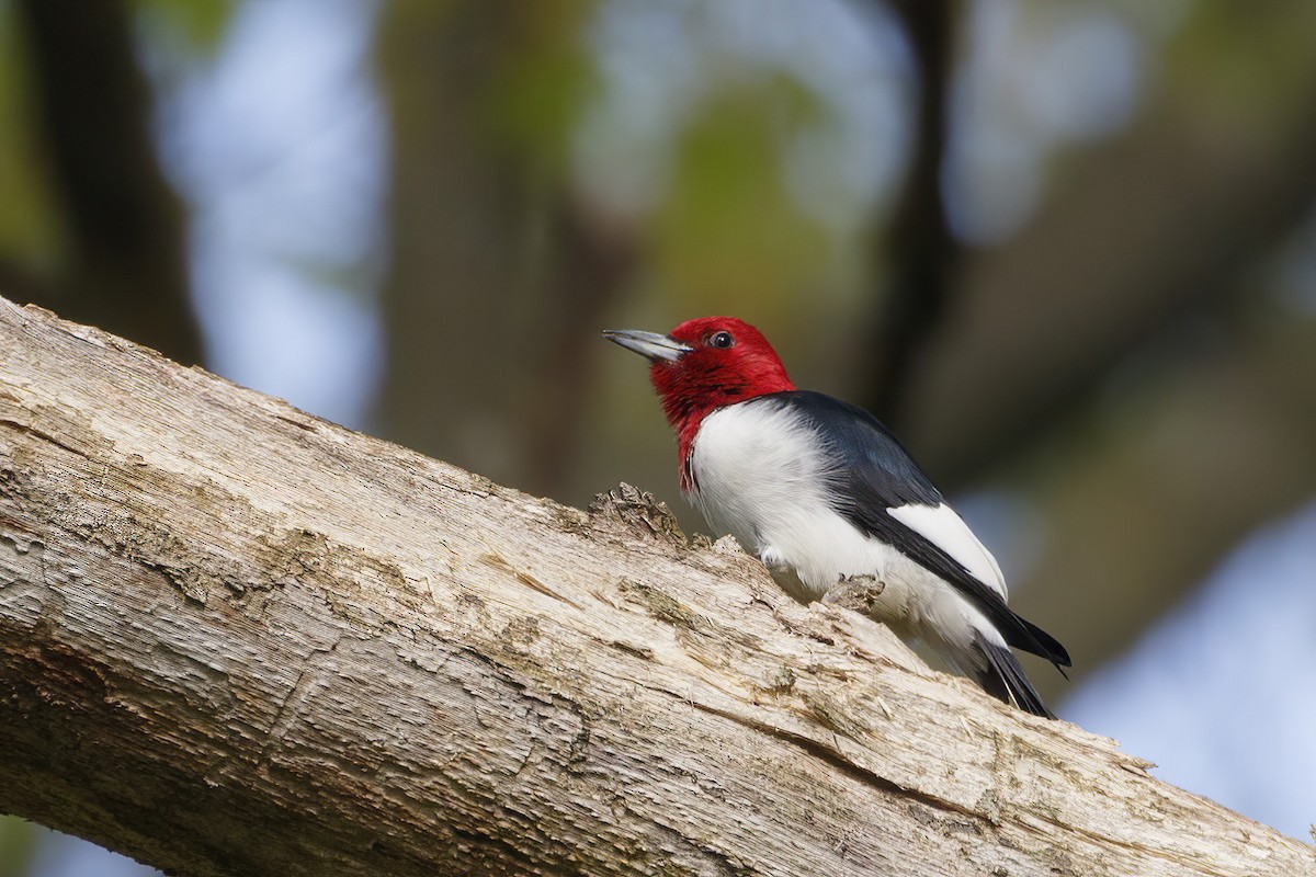 Red-headed Woodpecker - Jeanne Verhulst