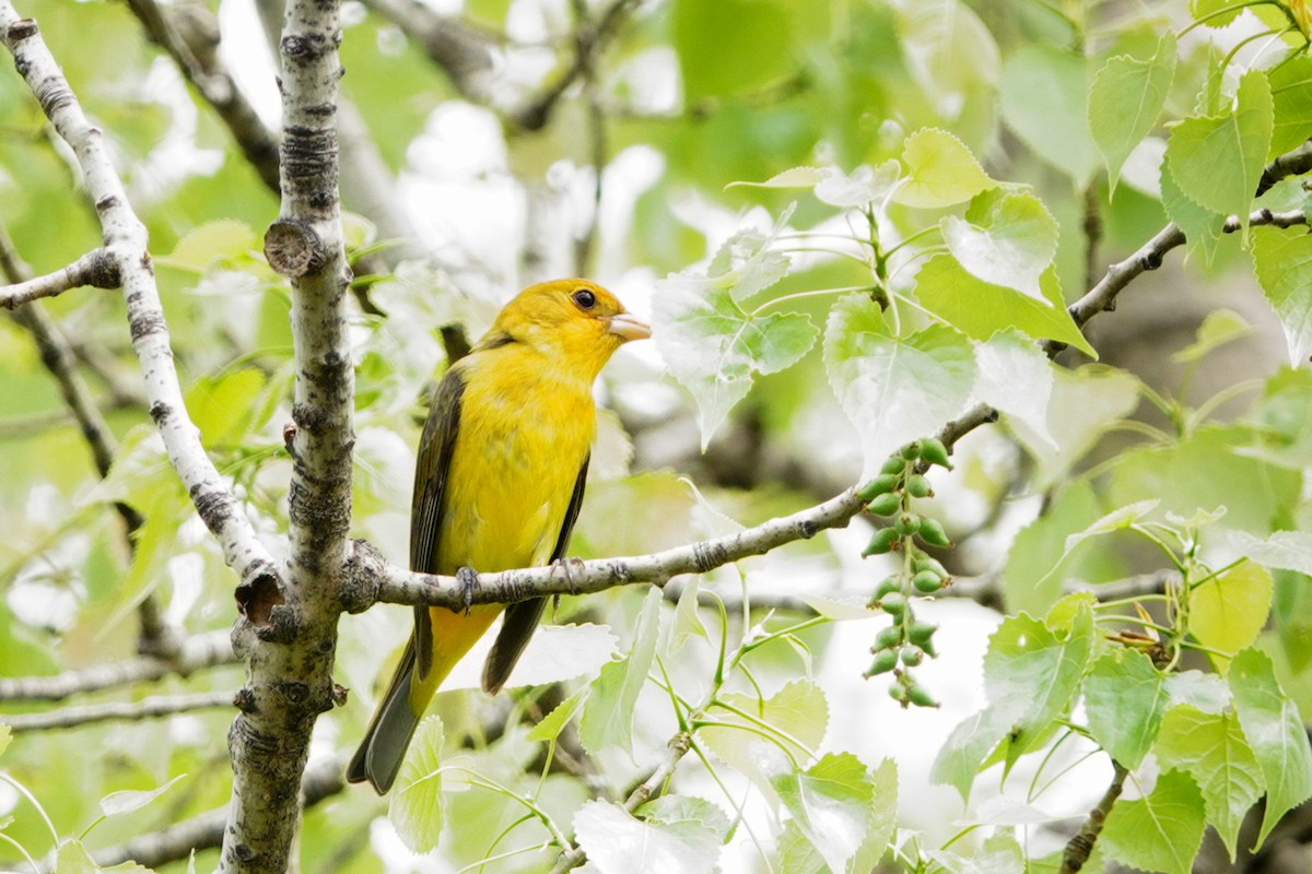 Scarlet Tanager - Louise Courtemanche 🦅