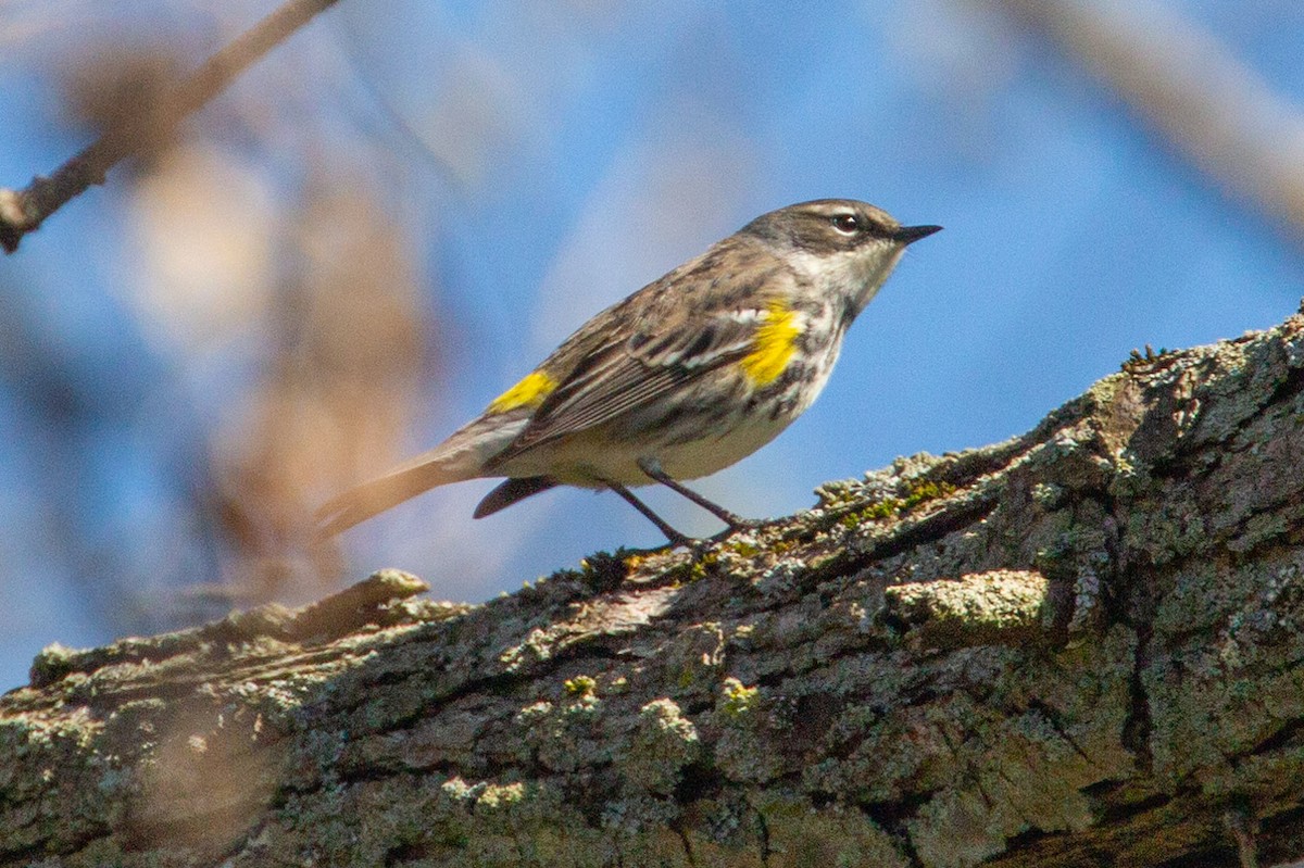 Yellow-rumped Warbler (Myrtle) - Janis Grant