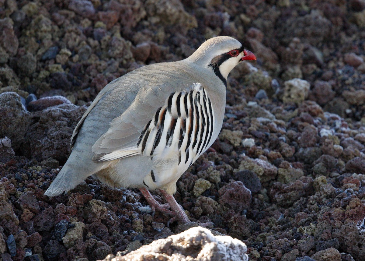 Chukar - William Clark