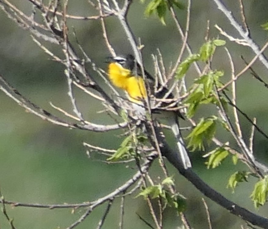 Yellow-breasted Chat - ML619191791