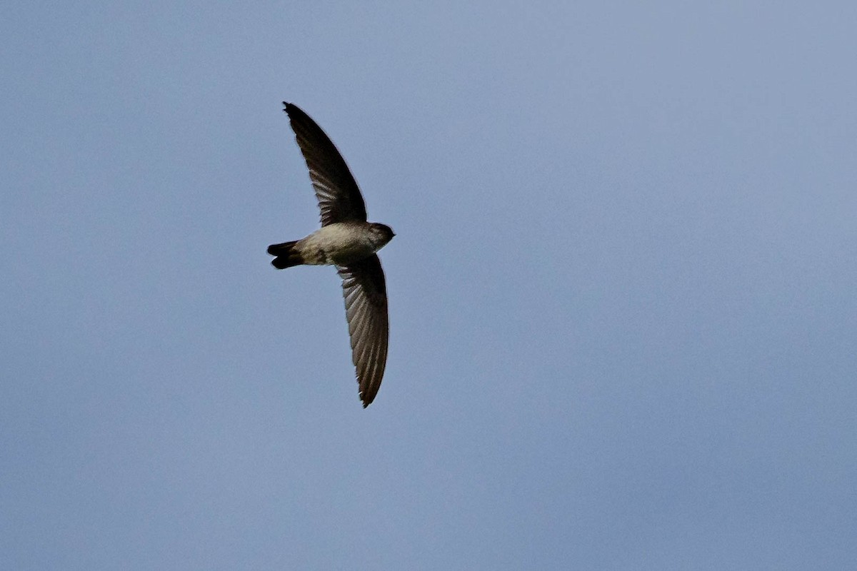 White-rumped Swiftlet - ML619191801