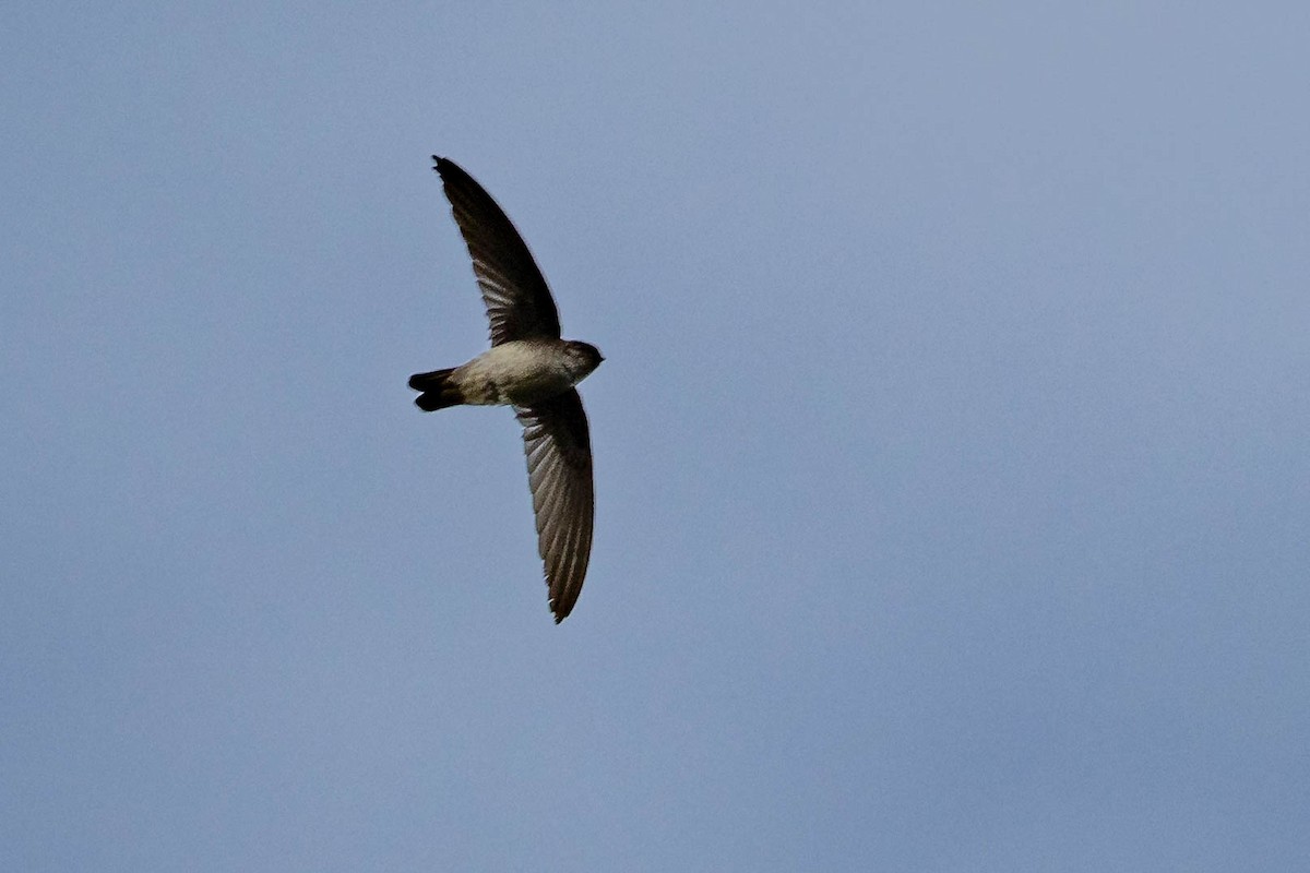 White-rumped Swiftlet - Mauricio Garcia-Ramos