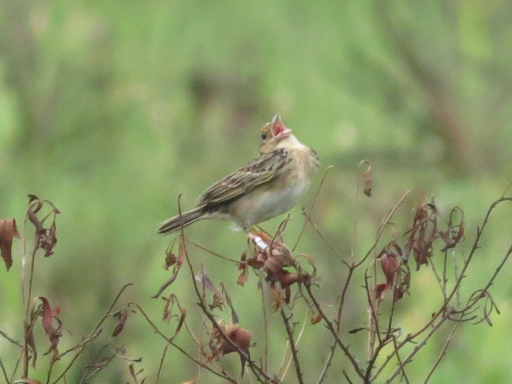 Grasshopper Sparrow - ML619191811