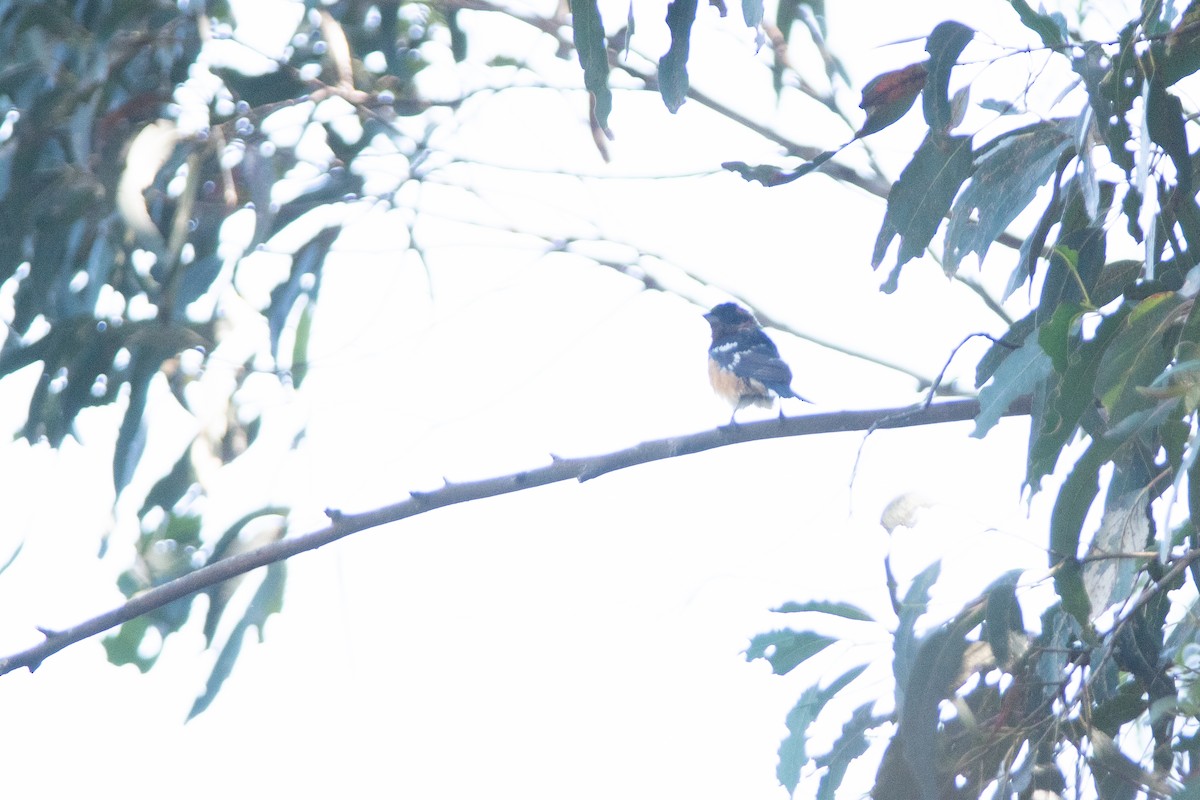 Black-headed Grosbeak - Gabe LaCount