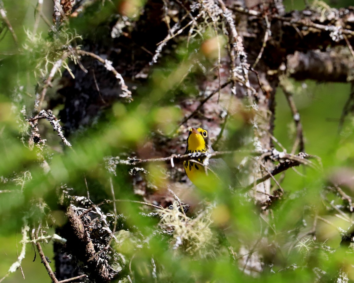 Canada Warbler - ML619191813