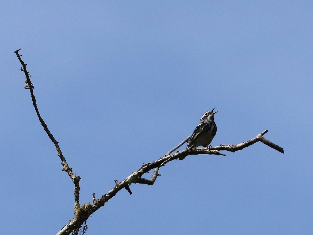 Black-and-white Warbler - Joseph Poliquin