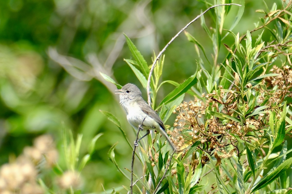 Bell's Vireo (Least) - Oliver Huang