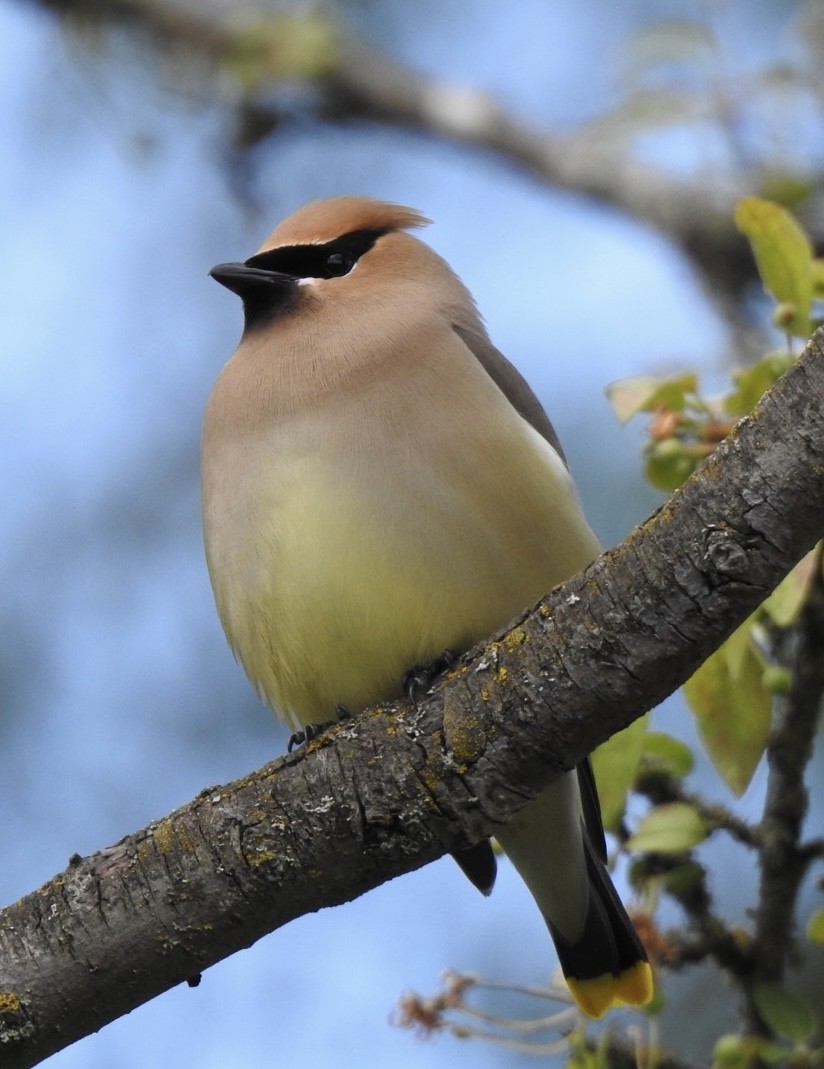 Cedar Waxwing - ML619191838