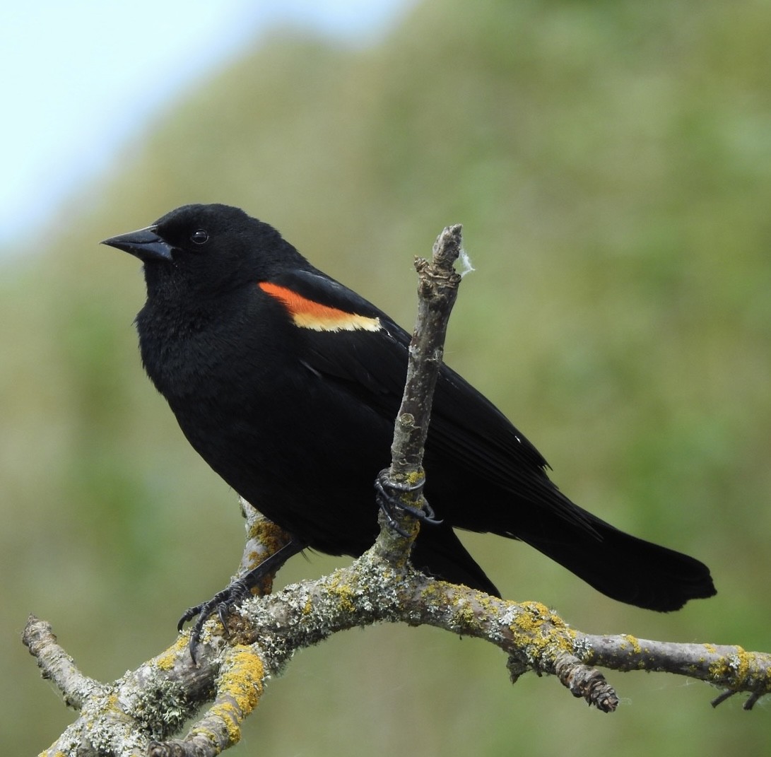 Red-winged Blackbird - Robin Melvin