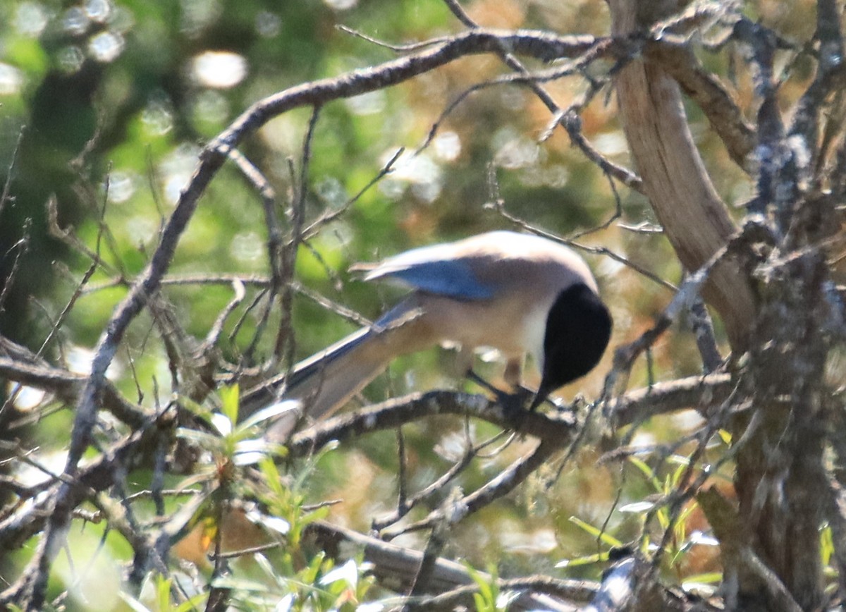 Iberian Magpie - Edmund Bell