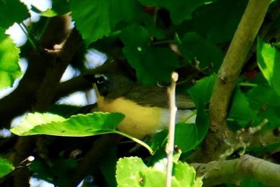 Yellow-breasted Chat - Oliver Huang