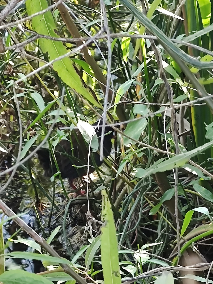 Plumbeous Rail - Alejandro Figueroa Varela