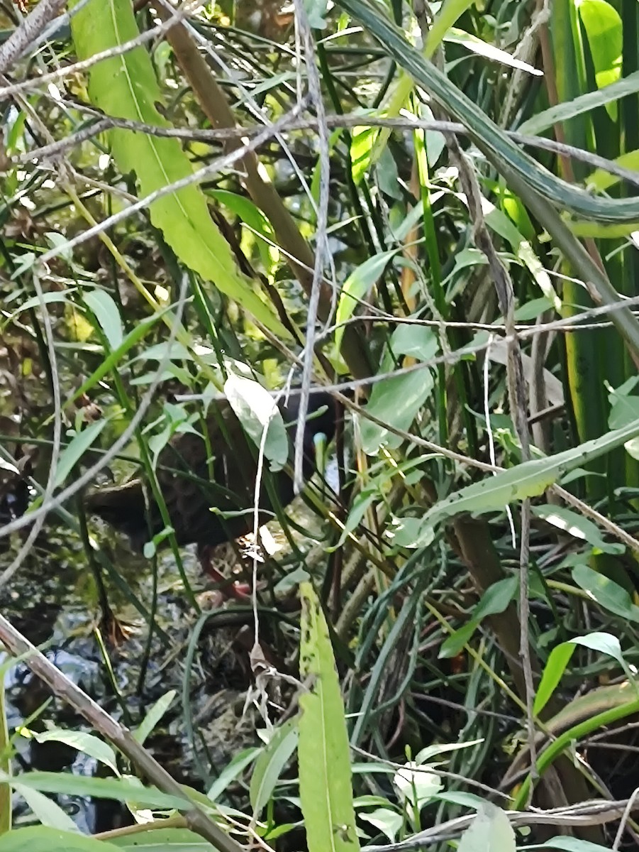 Plumbeous Rail - Alejandro Figueroa Varela