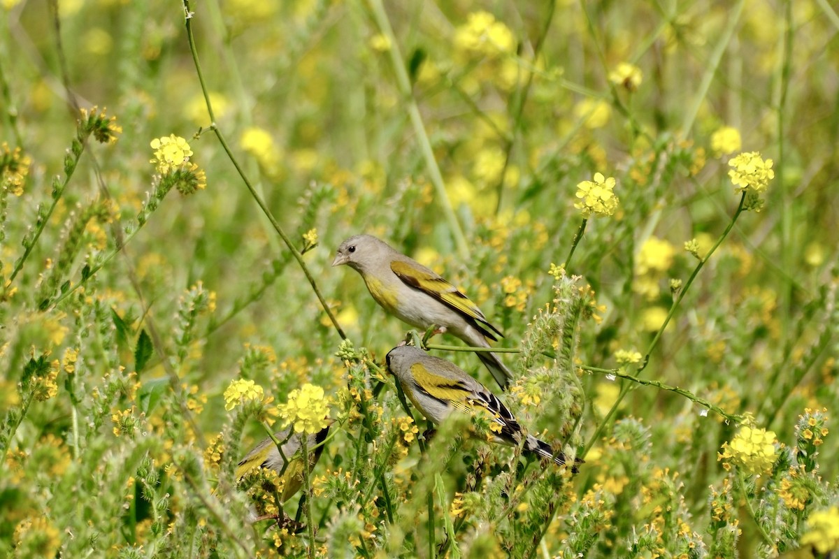 Lawrence's Goldfinch - Oliver Huang