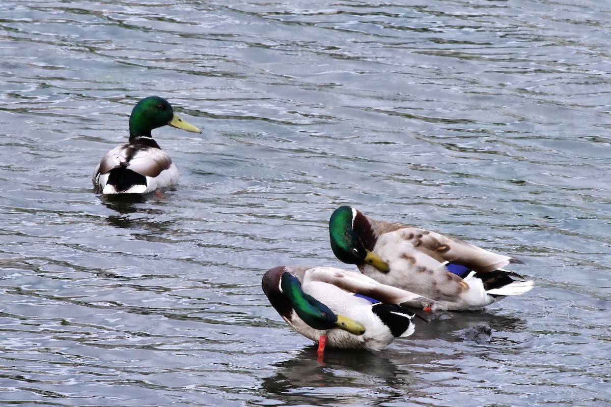 Mallard - Teresa García