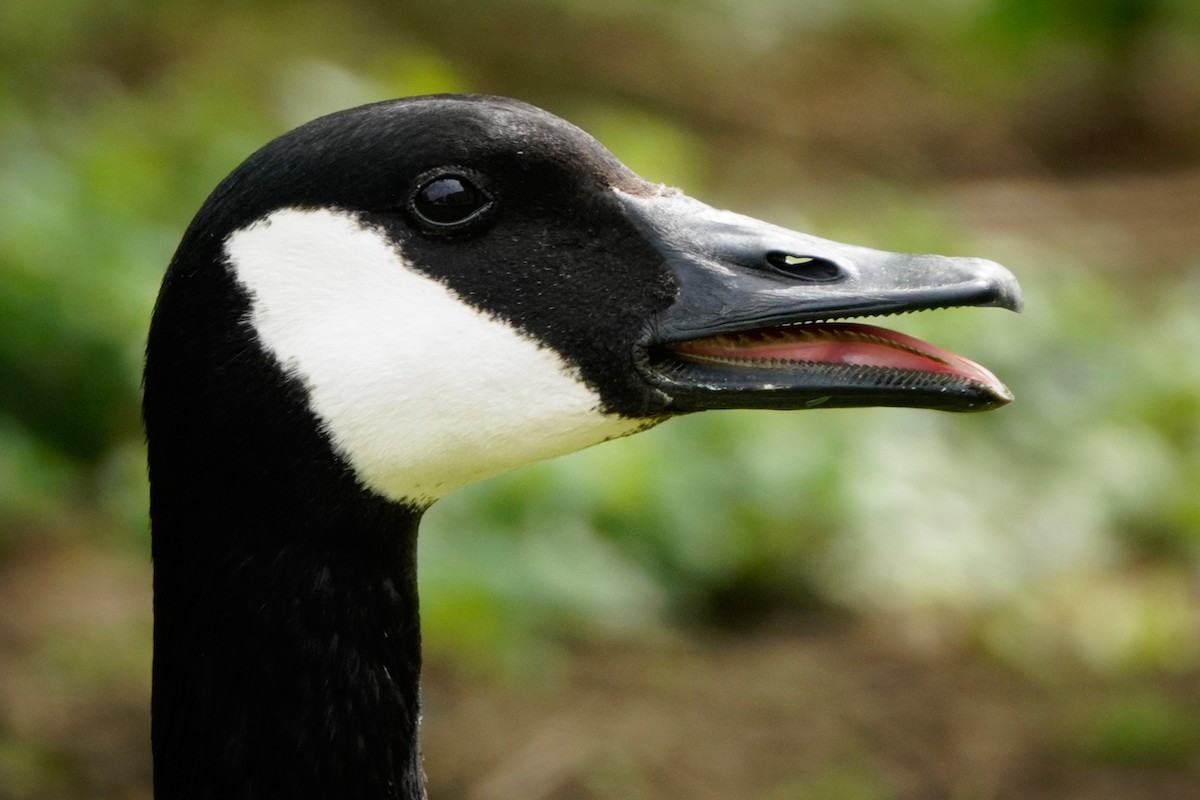 Canada Goose - Louise Courtemanche 🦅