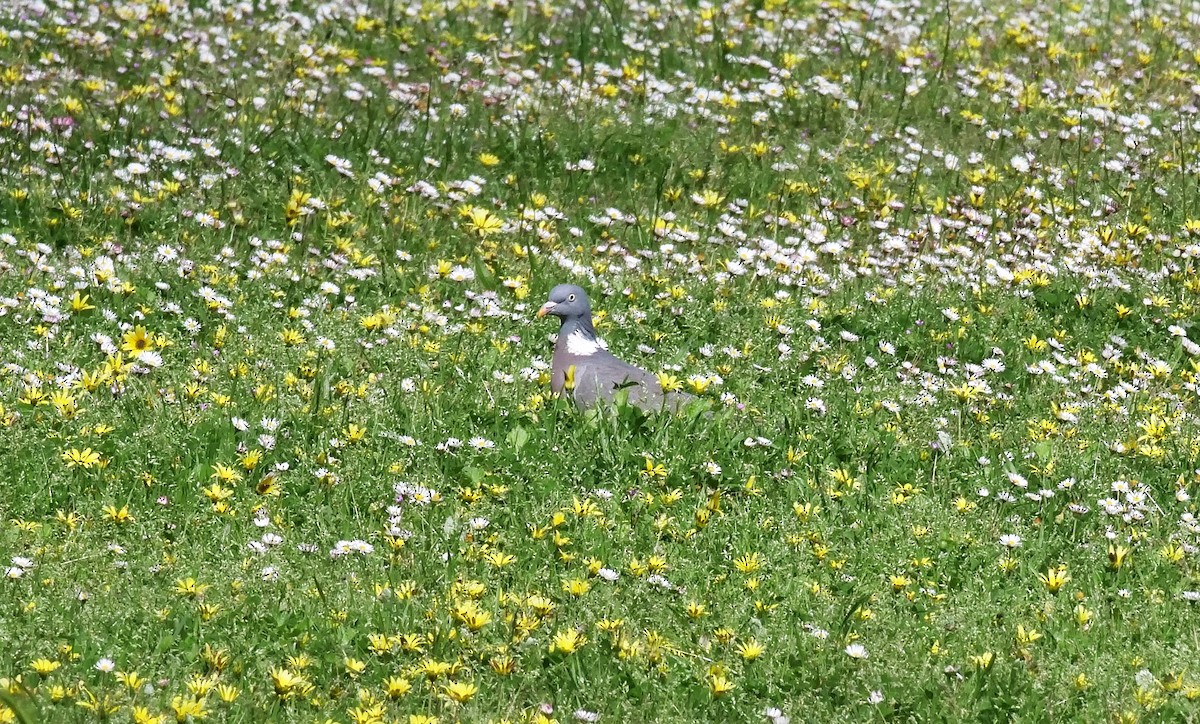 Common Wood-Pigeon - Teresa García