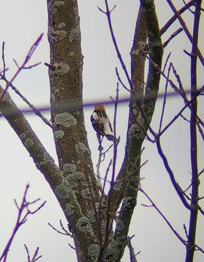 Bobolink - Tom Shervinskie