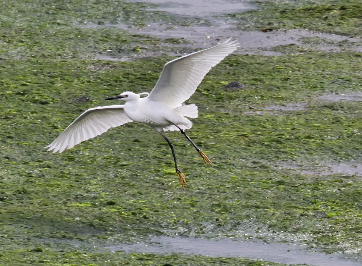 Little Egret - Teresa García