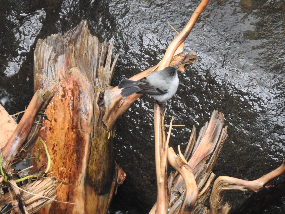 Torrent Tyrannulet - Erick Barbato