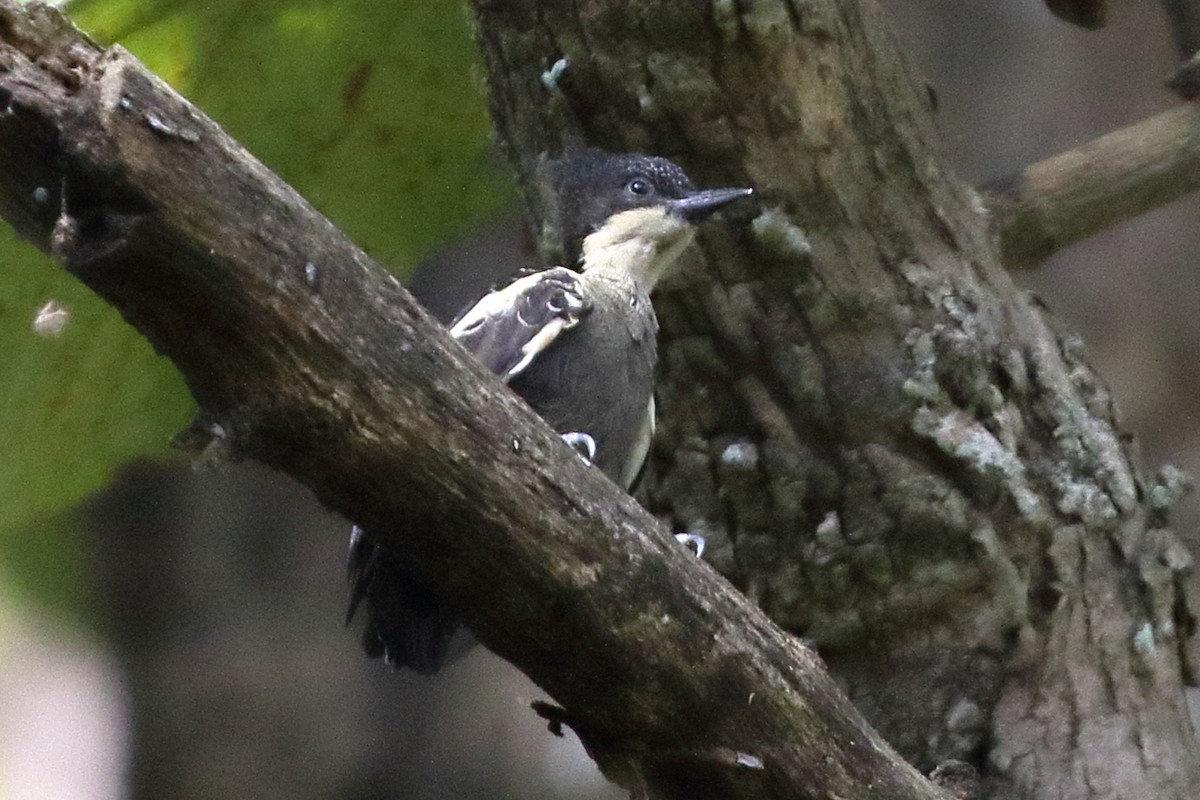 Heart-spotted Woodpecker - Christopher Escott