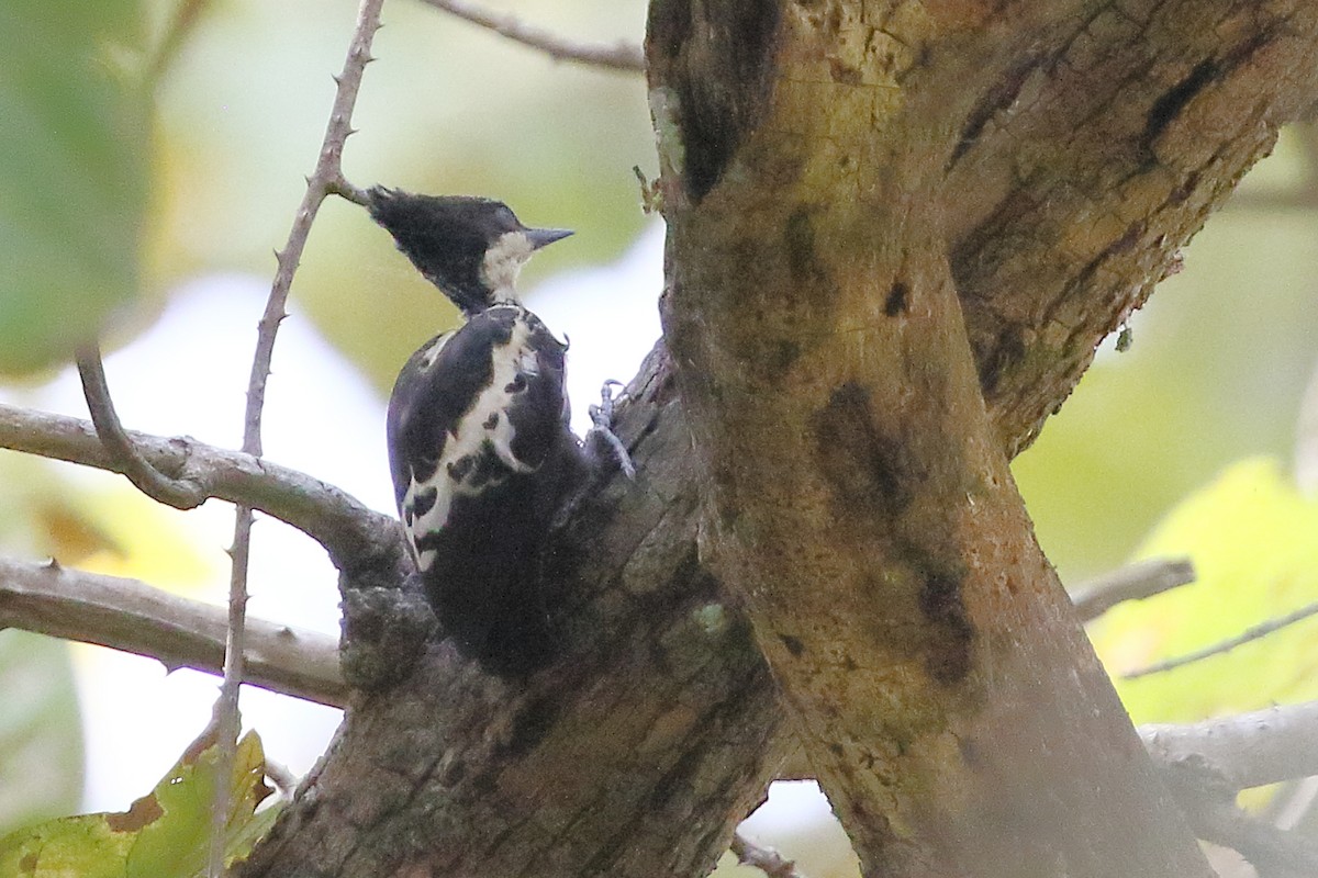 Heart-spotted Woodpecker - Christopher Escott
