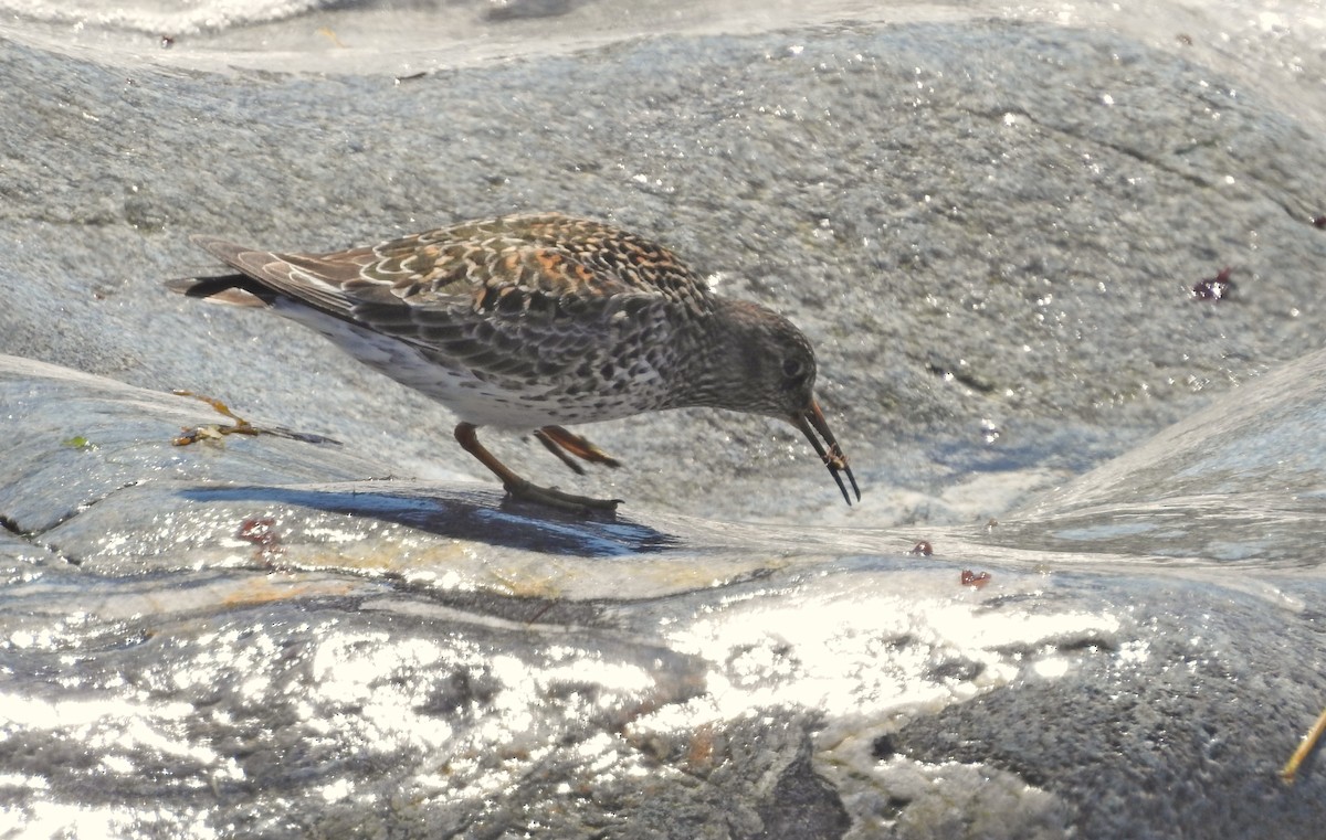 Purple Sandpiper - Dan Prima