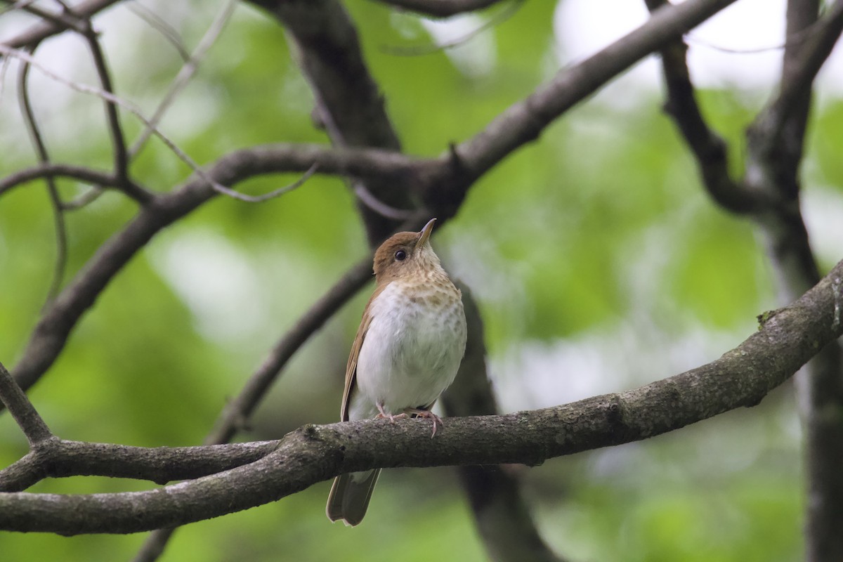 Veery - ML619191950