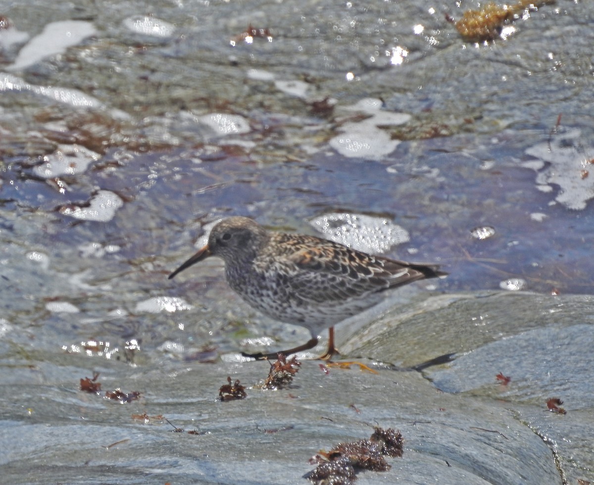 Purple Sandpiper - Dan Prima