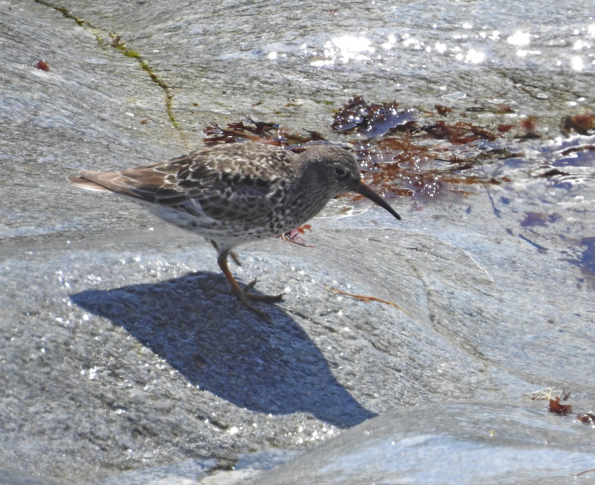 Meerstrandläufer - ML619191956